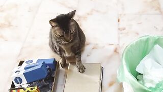 Cat Sliding into a Box like a Boss! 20