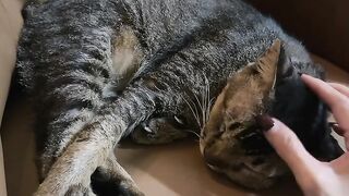 Cat Getting a Brain Freeze! 😂 19