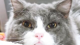 Cat Doing a Perfect Backflip! 18