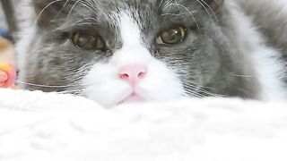 Tiny Kitten's First Yawn! 17