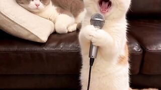 Clumsy Cat Falls off the Bed! 20