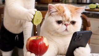 Cat Meets a Mirror for the First Time! 16