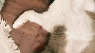 Cat Sneaks into the Fridge Again! 16