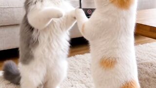 Cat Hates the New Vacuum Cleaner! 20