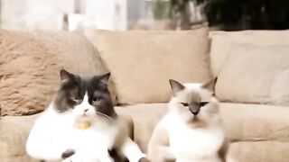 Kitten Tries to Intimidate a Big Dog! 19