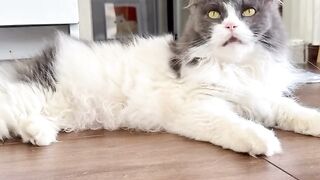 Cat Staring at a Ghost in the Hallway! 16
