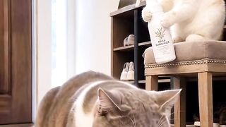 Cat Refusing to Give Up the Remote! 16