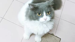 Cat Fighting its Own Tail in Circles! 16