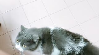 Cat Reacts to Owner Wearing a Mask! 16