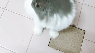 Cat Sleeping with its Tongue Out! 16