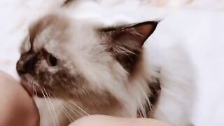Cat Trying to Dig through the Blanket! 17