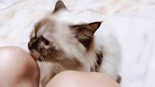 Cat Meets a Hedgehog! 🦔 17