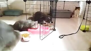 Kitten makan siang