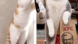 Cat Trying to Open a Cabinet Door! 16