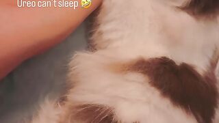 Cat Scared by a Toaster Popping! 13