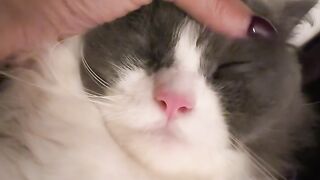Cat Loving the Hair Dryer Warmth! 14