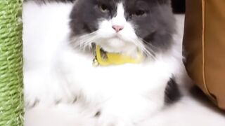 Cat Fighting a Dust Bunny! 13