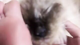 Cat Waking Up Slowly in the Sun! 17