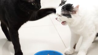 The cats 5
