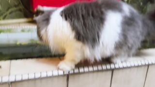 You Won't Believe What This Cat Did! 19