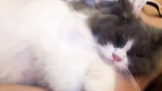 Grumpy Cat Hates Monday Mornings! 19