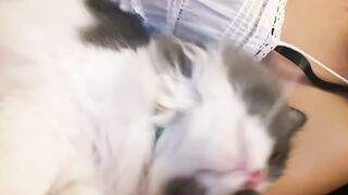 Smart Cat Opens the Door! Genius! 22