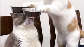 Extreme Cat Parkour in the Living Room! 20