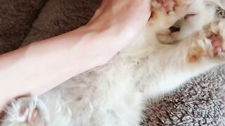 Cat Refuses to Walk on Leash! 😂 21