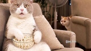 Cat Jealous of the New Baby! 21