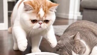 Cat Trying to Catch Fish on iPad! 22