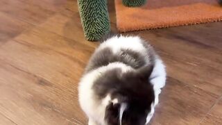 Cat Getting Brain Freeze from Ice Cream! 21