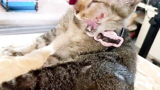 Cat Terrified of the Vacuum Cleaner! 21