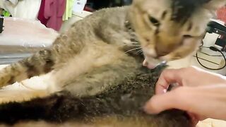 Cat Making Biscuits on a Soft Blanket! 19