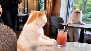 Cat Sneezing 5 Times in a Row! 20