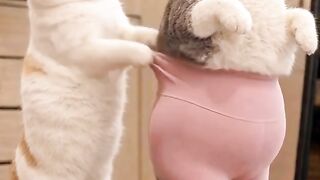 Cat Meowing "Hello"! Talking Pet! 22