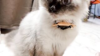 Cat Meowing at the Shower Water! 23