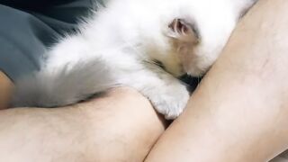 Cat Bringing a Toy to Bed! 18