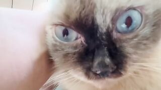 Cat Tries to Fit in a Tiny Box! 18