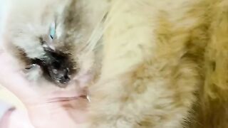 Cat Meets a Baby Chick! 🐥 19