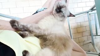 Cat Refuses to Walk on a Leash! 25