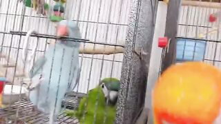 Cat Getting a Brain Freeze from Popsicle! 15
