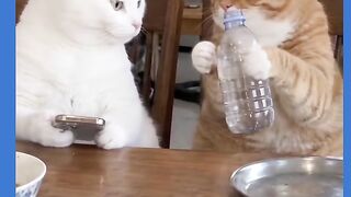 GATO APRONTANO COM OUTRO GATO 2