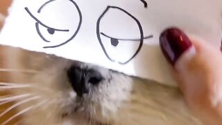 Cat Staring at a Ghost in the Hallway! 17