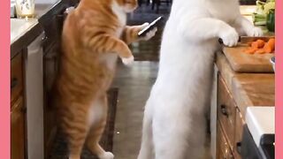 GATO QUEBROU O COPÓ