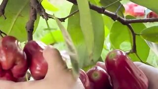 Fruit Indonesia