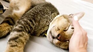 Cat Steals a Whole Slice of Pizza! 🍕 8
