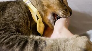 Cat Trying to Catch a Fly in Slow Motion! 8
