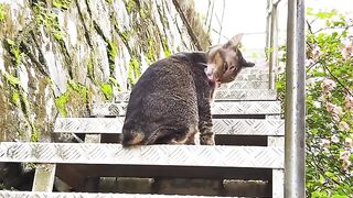 Cat Refuses to Walk on a Leash! 26