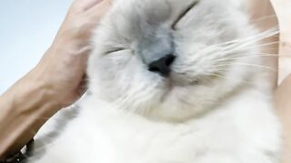 Cat Sitting Exactly Like a Human! 🧍 6