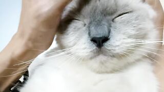 Cat Purring Like a Motorcycle! 🏍️ 7